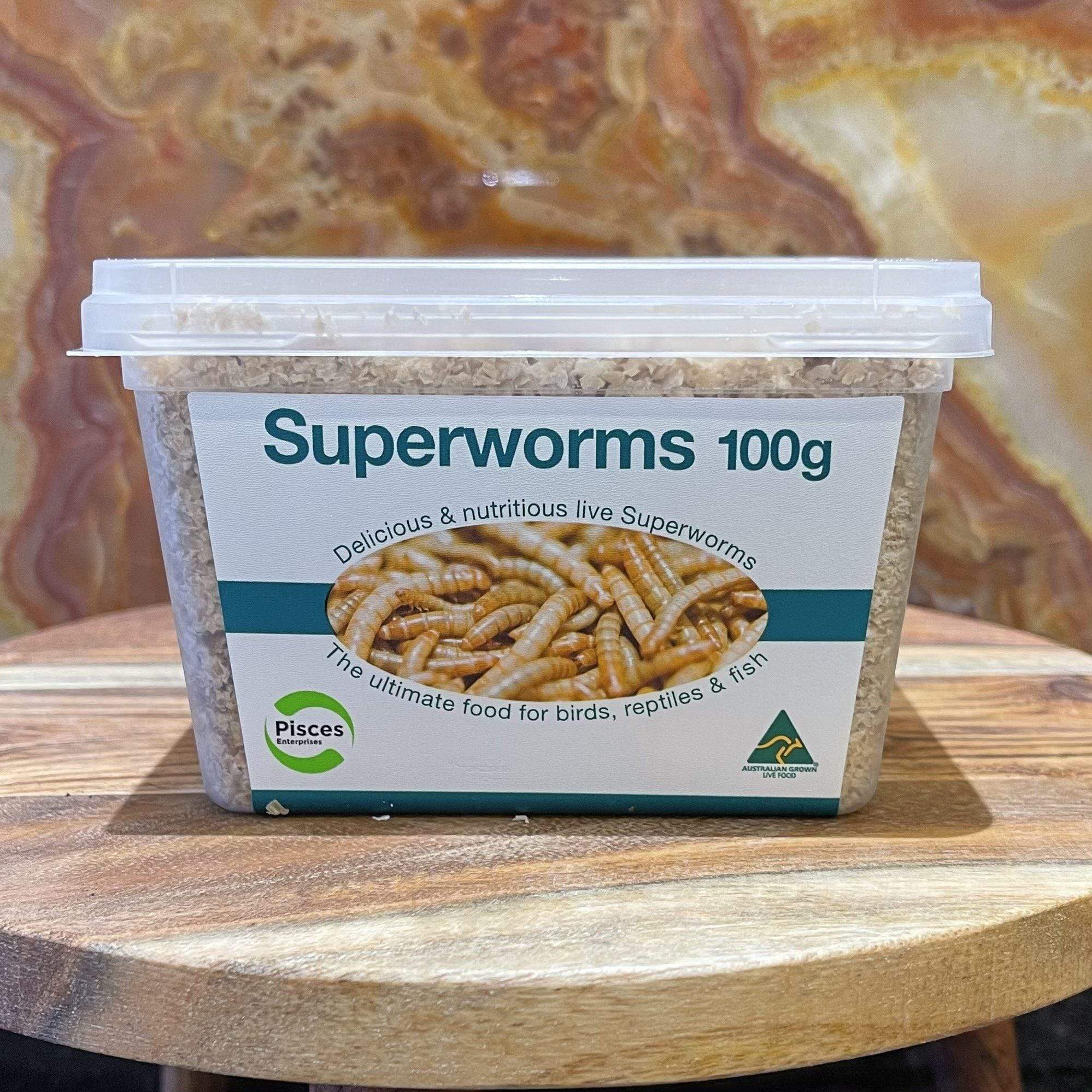 Pisces Enterprises Live Food Tub Superworms 100g Tub