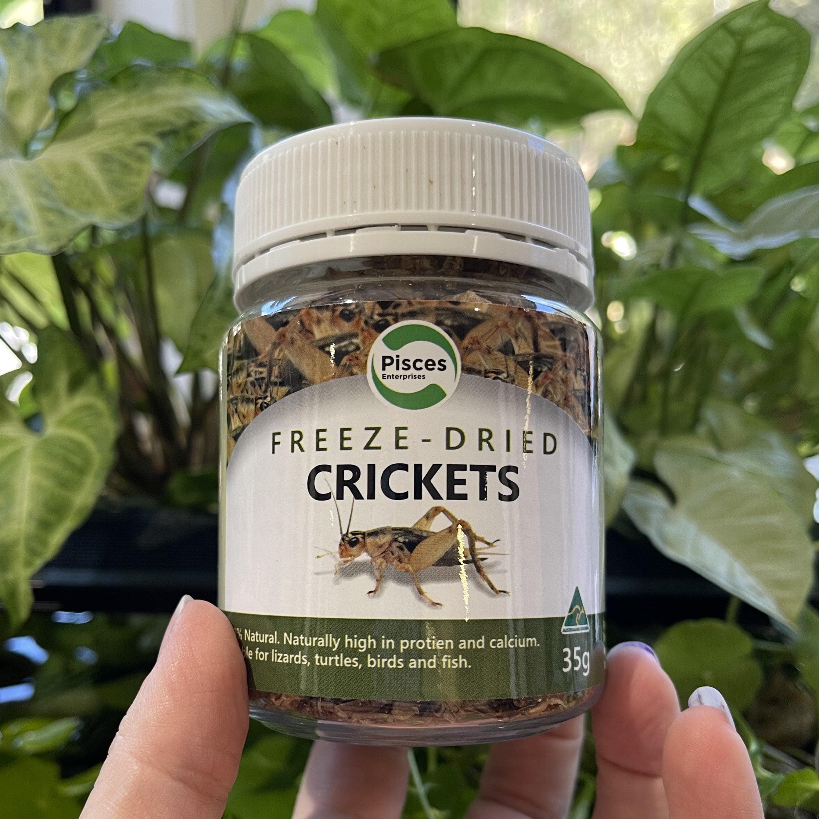 Freeze-dried Crickets Pisces 35g Jar Reptile Food – Reptile Realm