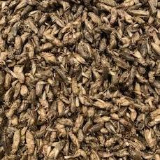 Pisces Enterprises Reptile Food Freeze-dried Crickets Pisces 35g Jar