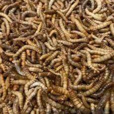 Pisces Enterprises Reptile Food Freeze-dried Mealworms Pisces 40G