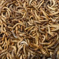 Pisces Enterprises Reptile Food Freeze-dried Mealworms Poultry Bag 70G