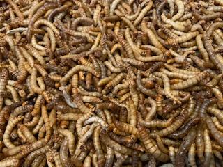 Pisces Enterprises Reptile Food Freeze-dried Mealworms Poultry Bag 70G