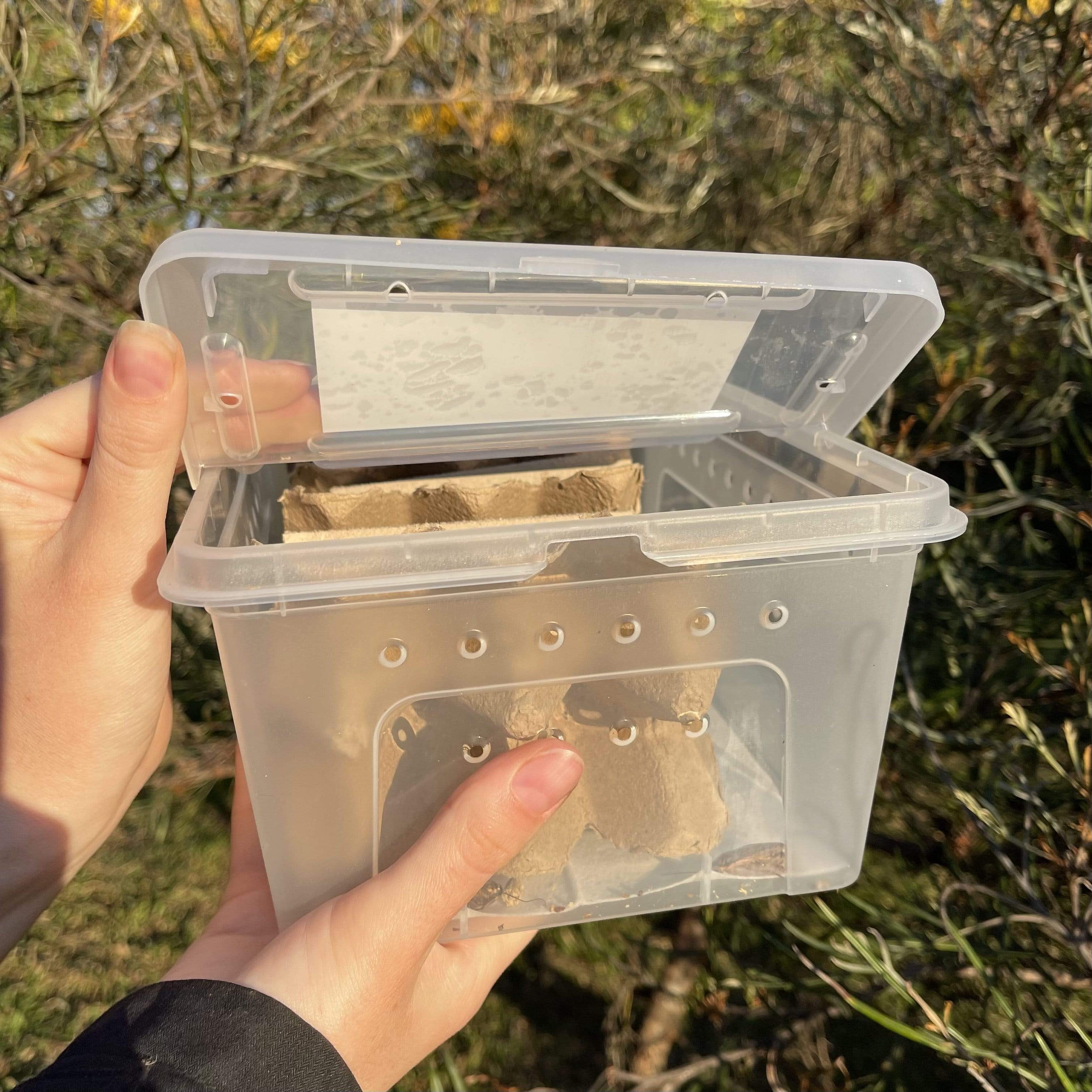 Buy Bulk Live Food Insects - Reptile Relam Australia – Reptile Realm