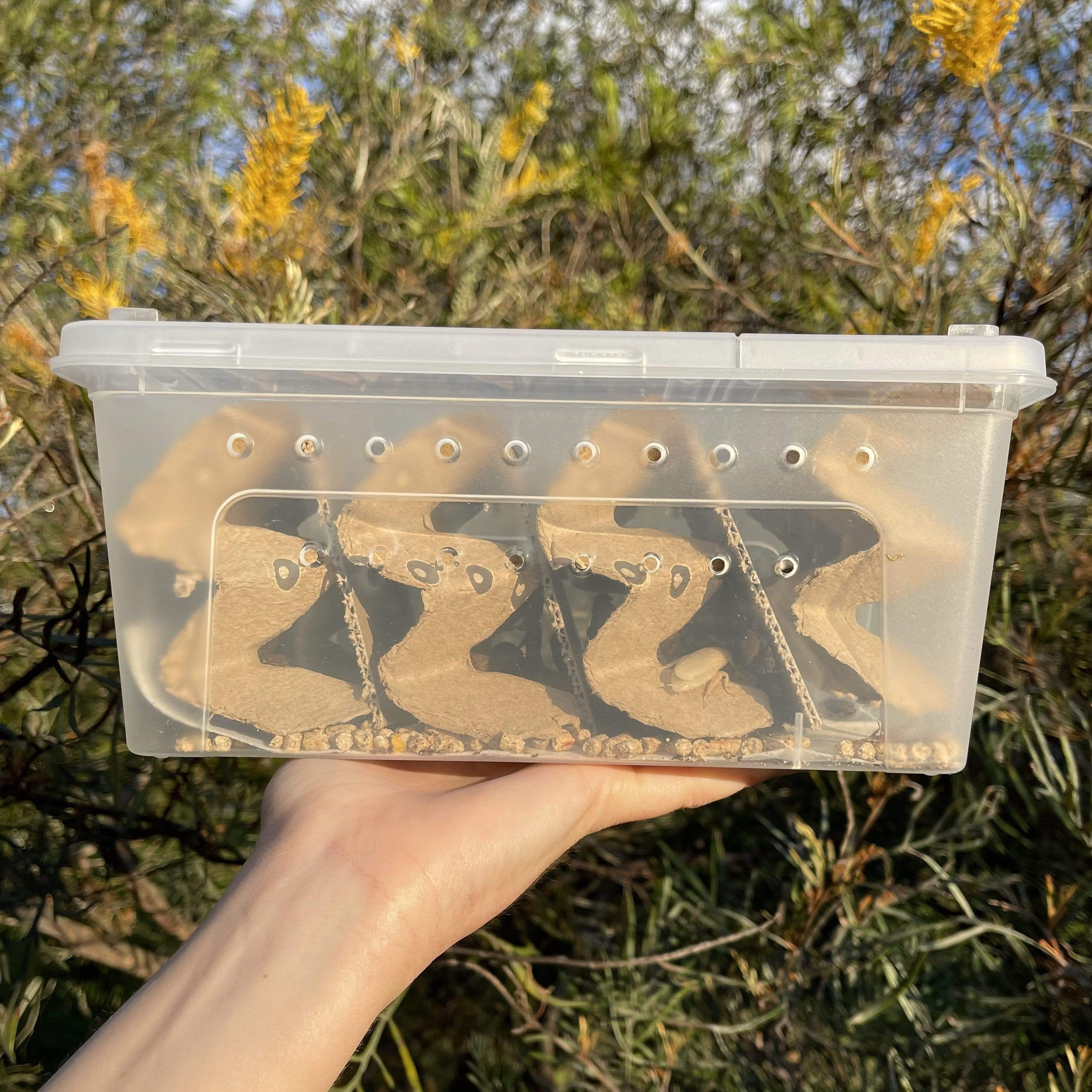 Buy Bulk Live Food Insects - Reptile Relam Australia – Reptile Realm