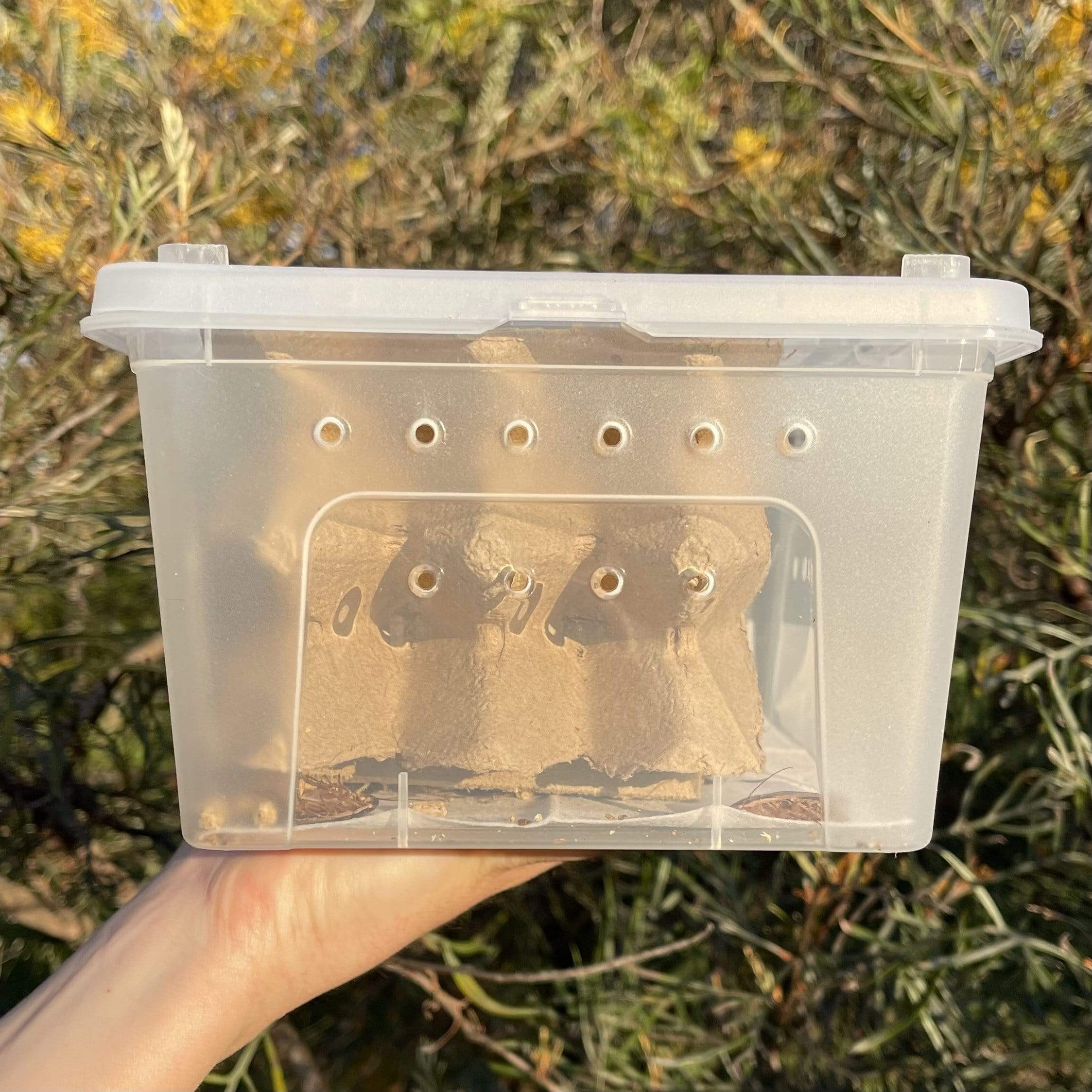 Buy Bulk Live Food Insects - Reptile Relam Australia – Reptile Realm