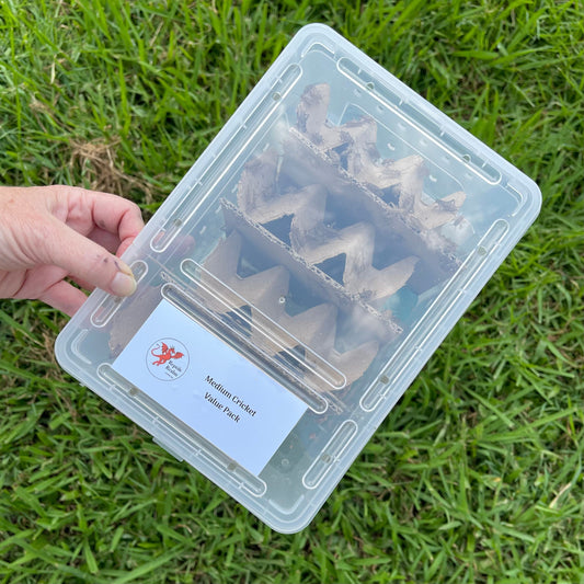 Pisces Enterprises Value Pack Medium Cricket Value Pack (250 Crickets)