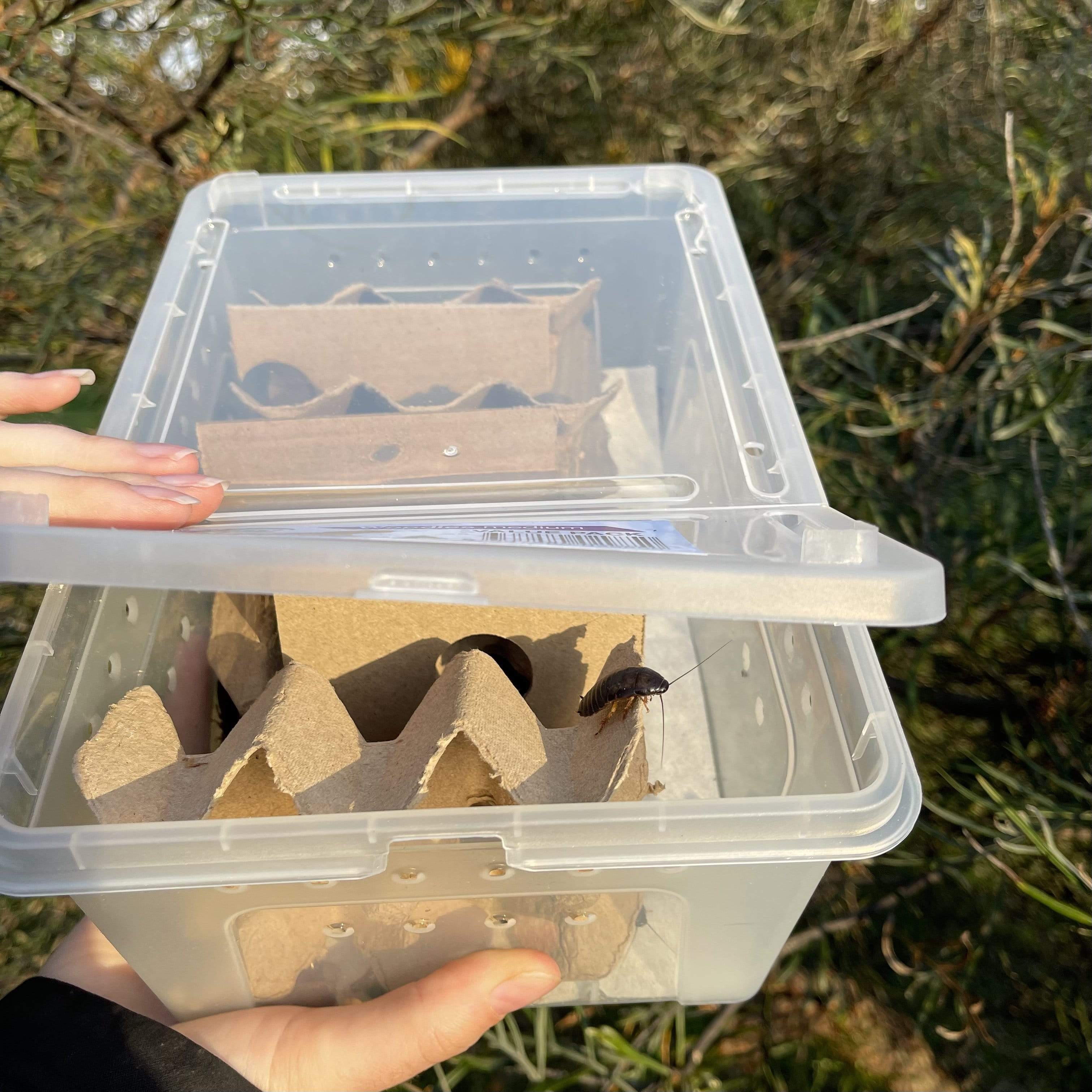 Buy Bulk Live Food Insects - Reptile Relam Australia – Reptile Realm