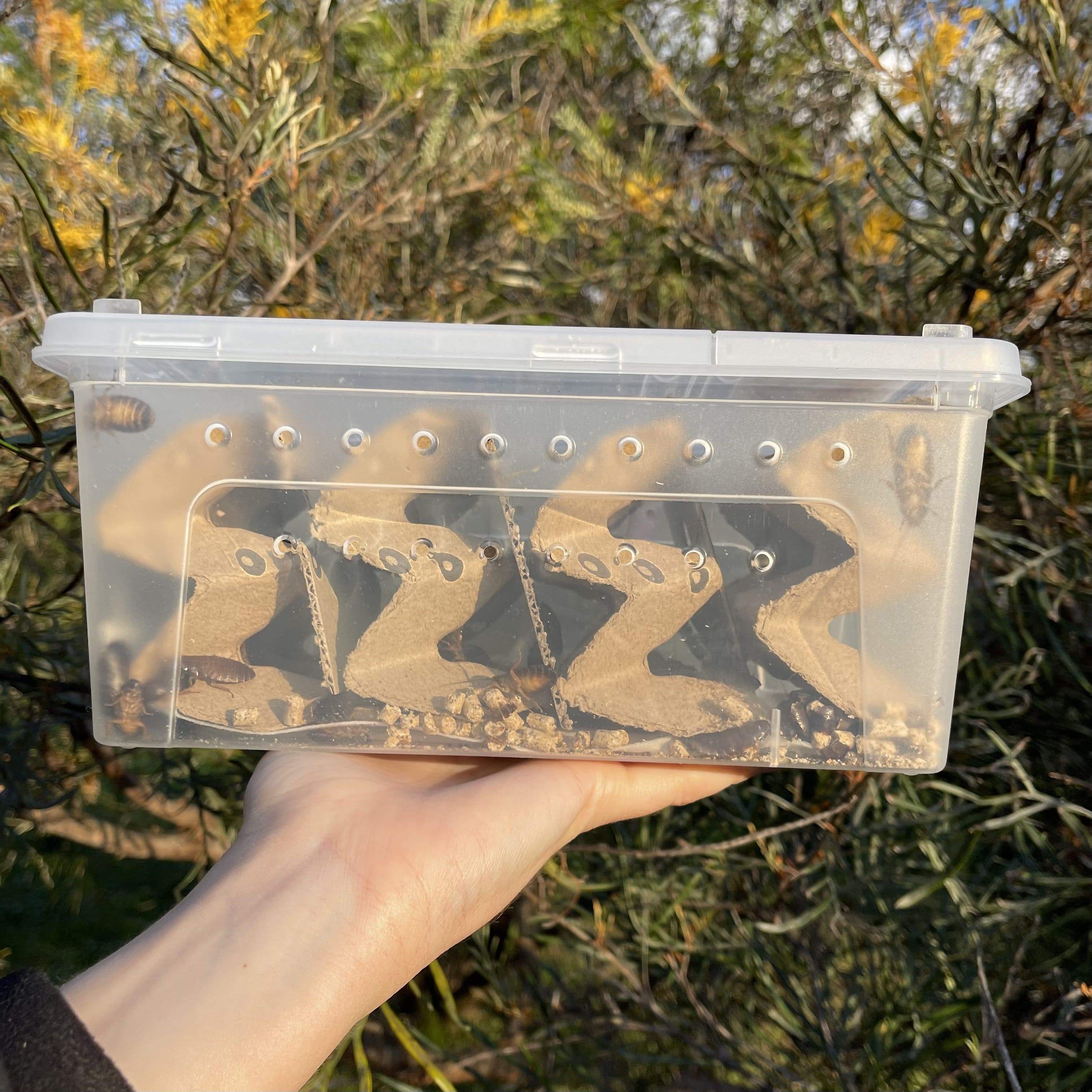 Buy Bulk Live Food Insects - Reptile Relam Australia – Reptile Realm