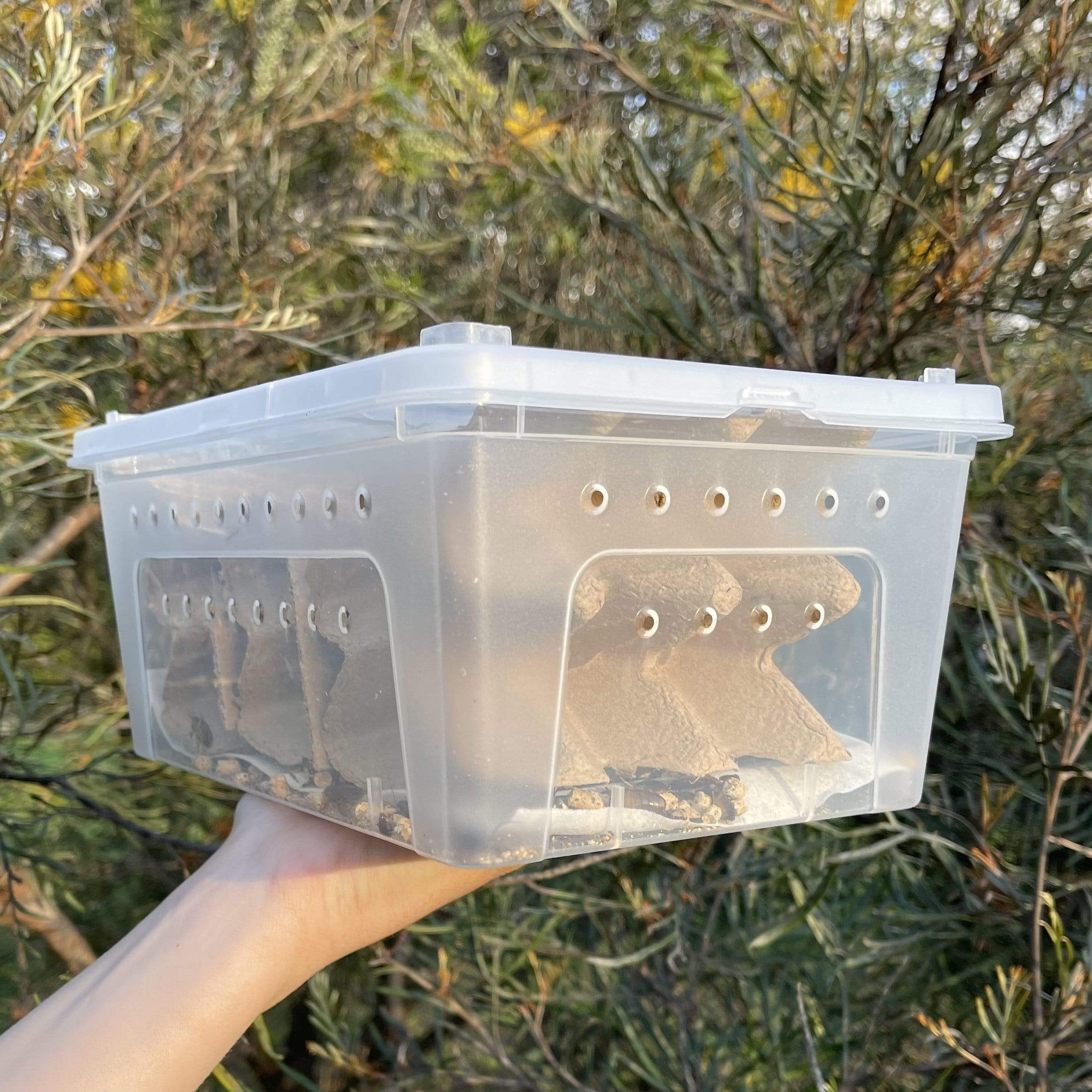 Buy Bulk Live Food Insects - Reptile Relam Australia – Reptile Realm