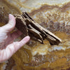 Reptile Realm Driftwood Malaysian Driftwood - Extra-Small (8-14cm)