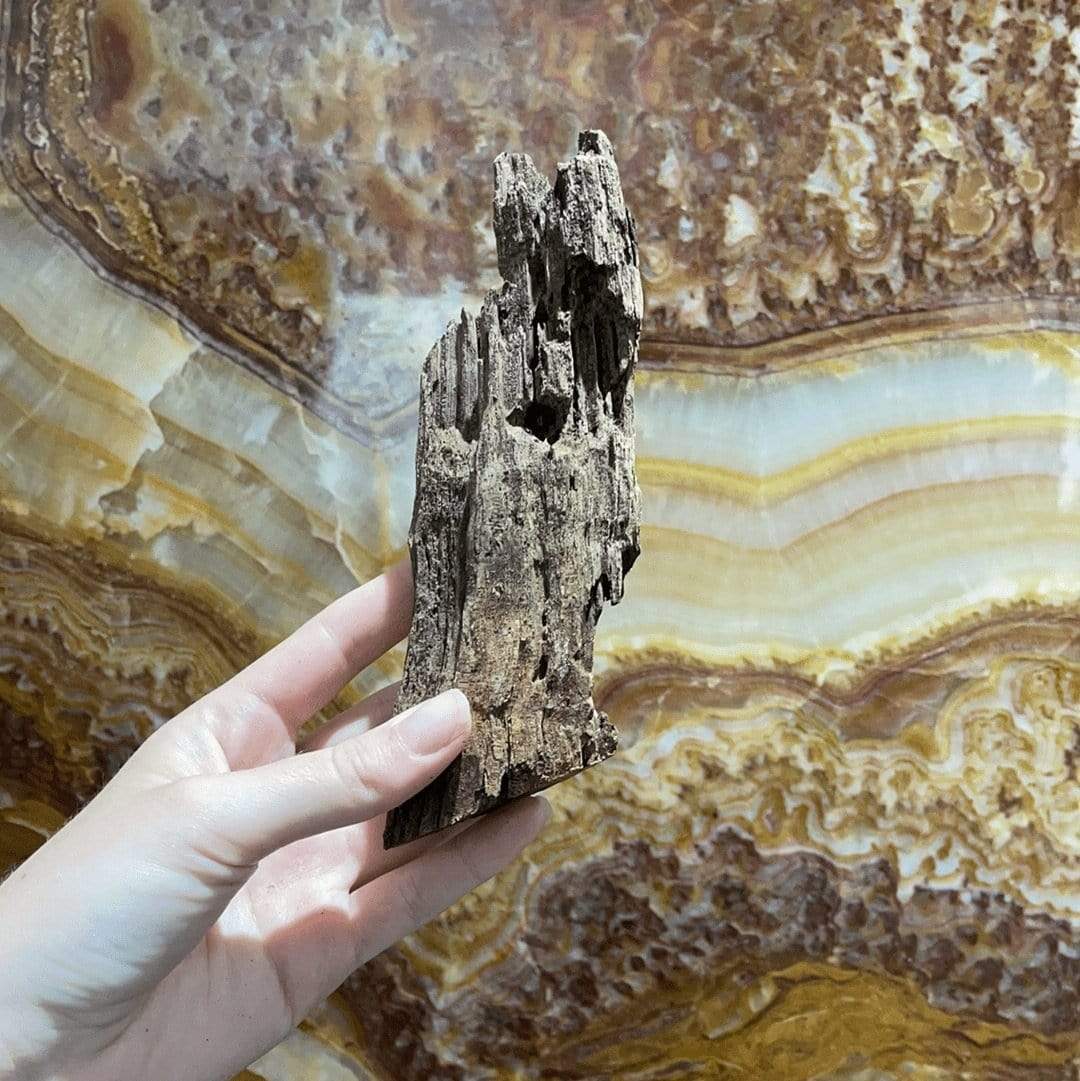 Reptile Realm Driftwood Malaysian Driftwood - Extra-Small (8-14cm)