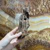 Load image into Gallery viewer, Reptile Realm Driftwood Malaysian Driftwood - Extra-Small (8-14cm)