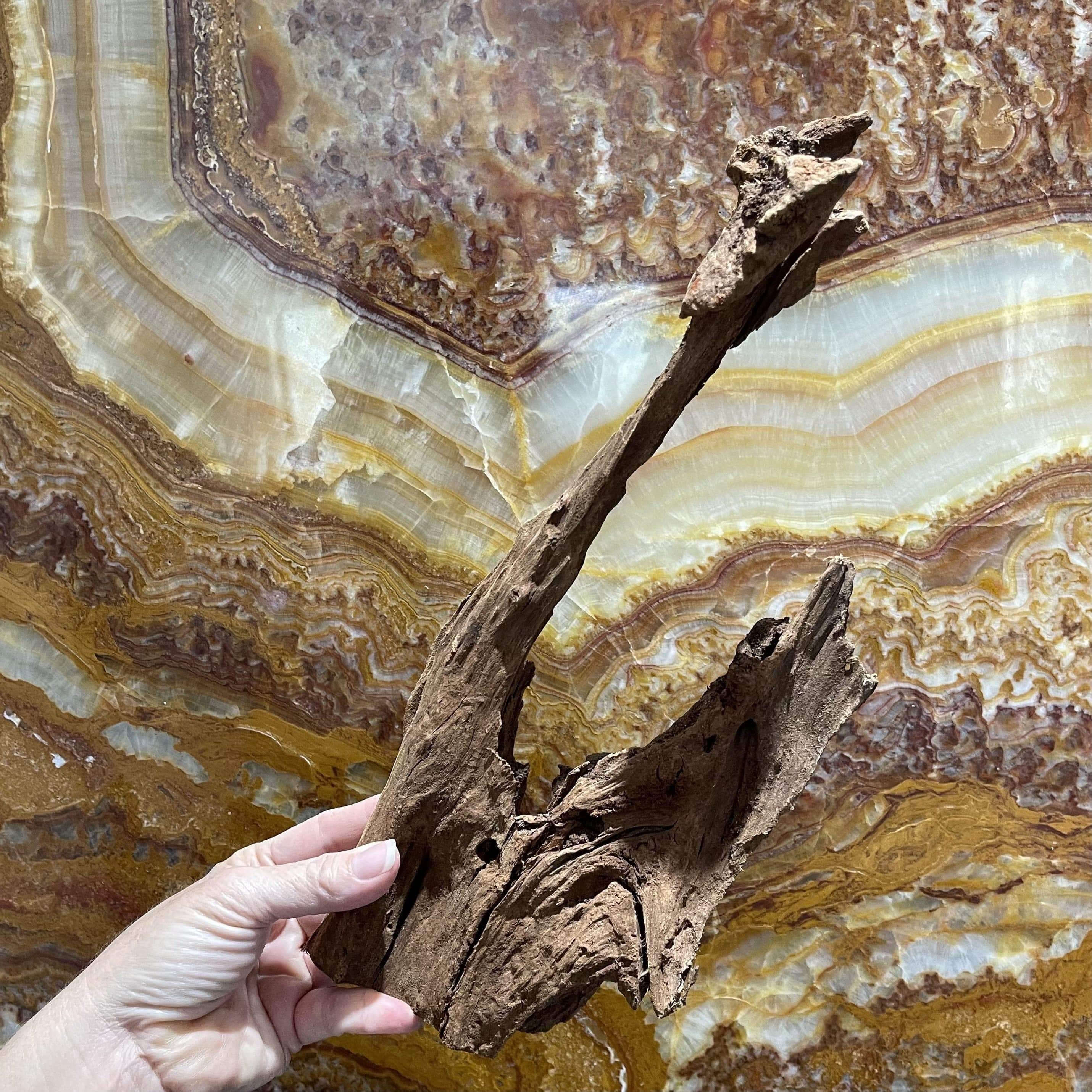 Reptile Realm Driftwood Malaysian Driftwood - Medium (25-34cm)